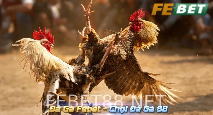 Đá gà Febet: Link xem và chơi đá gà trực tiếp tại website 1 Đá Gà Febet